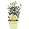 MODIPITRE PIANTA DI AGRUMI PONCIRUS TRIFOLIATA BIO SU VASO CM 12 MODIPITRE