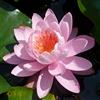 NATURAVIVA dal 1995 NINFEA COLORATA RUSTICA RESISTENTE (ROSA)