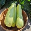 Generic zucchine rampicanti semi di da giardino resistenti semi di zucchine resistenti in vaso sostenibili Coltivazione rampicanti per giardini rocciosi 25semi