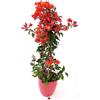 Antiche Pasture Bounganville rossa vaso 18cm grande bellissima