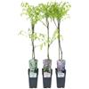 GARDENZO Wisteria sinensis Mix di pioggia blu 70 - 80 cm in vaso da 17 cm - pianta rampicante, molto fiorita, raffinata per un'elevata fioritura, resistente all'inverno, ideale per pergolato, recinzione e