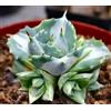Vivaio Garden Forest Agave Shoji Raijin Variegata Vaso 8,5 cm - Pianta Grassa Succulenta Variegata da Collezione
