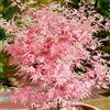 GardenersDream Acer palmatum Taylor - Acero Giapponese - Albero Grande Pronto per Giardino all'Aperto in Vaso