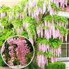 GardenersDream Wisteria sinensis - Arbusto rampicante deciduo resistente con fiori rosa (4L, 100-120cm)