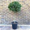Vivaio di Castelletto Alloro Laurus nobilis pianta aromatica sempreverde ad alberello in vaso ø24 cm h. 100/120 cm Vivaio di Castelletto