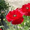 Generic Semi di papavero - perenni resistenti Papaver rhoeas - luoghi soleggiati di campo resistenti Leda giardino sono perenni 1000pcs