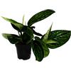 exotenherz Epipremnum pinnatum Marble Planet, edera verde strutturata, vaso da 12 cm