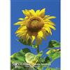 Natur SUNFLOWER ESS 7,4ML CALF