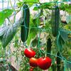 Miuezuth Rete a traliccio da giardino resistente per piante rampicanti, cetrioli, vite, frutta e verdura, piante di pomodoro, traliccio per piante rampicanti (20 x 20 m)