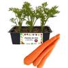 P. Piantine da Orto | Carota, Pianta da Orto o Balcone Pronta al Trapianto, Kit da 9 Piantine, Pianta Vera da Esterno, Vivaio Italiano