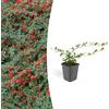 Plantenboetiek.nl Cotoneaster dammeri 'Major' | 12 pezzi - 10-25cm - Ø9cm - Pianta da giardino