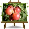 EURO PLANTS VIVAI Susino Mirabolano (Rusticano) Età 2 Anni