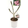 POWERS TO FLOWERS - PLUMERIA FRANGIPANI altezza 50cm, vaso 18, pianta vera