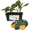 P. Piantine da Orto | Zucca Delica, Kit 4 Piantine, Pianta Pronta per il Trapianto, Pianta Vera da Orto, da Balcone e da Esterno, Vivaio Italiano