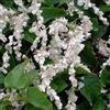 GardenersDream 1 x Polygonum 'Baldschuanicum', pianta resistente in vaso: arbusto deciduo rampicante di origine russa.