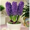 Generic Rot: Blaue Hyazinthen Samen Hyacinthus Orientalis Blütenpflanzen Bonsai Balkon Blumensamen 16 Farben erhältlich 100 Partikel/Los : Seeds Only