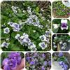 Generic semi di viola profumate, varietà antiche Viola odorata, del giardino di campo perenni resistenti da balcone sono perenni 30pcs