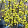 Generic Cornus mas - Corniolo maschio - Pianta 40-60 cm in vaso C - arbusto da frutto