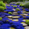 Generico 20.000 semi Timo blu strisciante, varietà perenne senza OGM, si diffonde lentamente come un tappeto blu naturale a causa della sua natura strisciante.