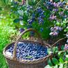 Generic mirtilli, mirtilli neri - Coltivare ver appartamento mirtillo cespugli di bacche frutteto rari colonnari sostenibili siepi 550semi