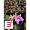 HERBOPLANET SRL TSA SALVIA OFFICINALIS 50 ML