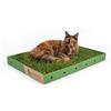 GreenInBox® Super CAT - Zolla XL per Gatti in Vera Erba - Prato Naturale con Erba dei Gatti (Nepeta Cataria), 60x80cm