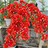 Generic semi di bouganville rampicanti decorazioni giardino per esterni balcone varietà antiche biologiche resistenti, adatte al pieno 180pcs
