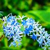 Generic semi Petrea volubilis - balcone primavera giardino trepadoras interno giardino selvaggio 125pcs