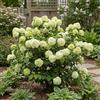 Bloomique - Viburnum Plicatum Opening Day - Palla di neve giapponese - Piante da giardino - Resistenti all'inverno - Altezza 60-80 cm - Vaso 23 cm