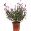 eGarden.store Pianta vera di Fior di Orchidea - Gaura Lindheimeri Rossa fiore fucsia ornamentale da esterno venduta da eGarden.store (Vaso 17 cm)