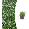 Plantenboetiek.nl Isotoma fluviatilis 'Alba' | 6 pezzi - 10-25cm - Ø9cm - Pianta da giardino