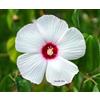 Generic 25 Luna White Hardy Hibiscus Moscheutos Fleur Petites graines de buisson * Plat S/H