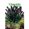 acquaverde Semi Sementi Lavanda Lavandula Spica Erba Aromatica Seeds
