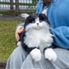 Chongker Peluche pesante, un gatto di peluche realistico da 1,5 kg con pelo morbido e lungo, perfetto per coccolare. Un compagno rilassante per bambini, adulti e anziani, sia nero che gatto