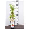 GASA PIANTA DI LYCIUM BARBARUM BACCHE DI GOJI SU VASO CM 12 ALTO