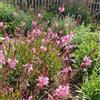 Bloomique - Set di 3 - Gaura Lindheimeri 'Siskiyou Pink' - Bellissima candela - Ricca fioritura - Resistente all'inverno - Perenne - Altezza 10-20 cm - Vaso 9 cm