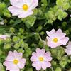 Generic semi di cisto - autunnali Cistus creticus - farfalle regali per giardinieri da esterno resistenti decorazione da giardino per esterni vecchie varietà 180pcs