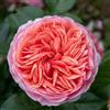 Rose Barni Chippendale®, rosa viva di Rose Barni®, rosa in vaso rifiorente, fiori grandi a coppa, profumo intenso, colore arancio intenso, cod. 71335