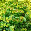 Generic semi di euforbia - giardino resistenti da balcone letto sul 80pcs