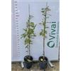 Vivai Decandia Giovanni PIANTE DI QUERCIA Compatible with CERRO Q. CERRIS IN VASO 24 CM ALTEZZA 80/100CM (foto reale)