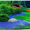 Generico 50.000 semi Timo blu strisciante, varietà perenne senza OGM, si diffonde lentamente come un tappeto blu naturale a causa della sua natura strisciante.