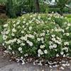Generic semi di cisto - decorazione da giardino per esterni Cistus creticus - perenni resistenti vecchie varietà di estivi come per gli ospiti 85pcs
