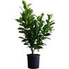 Vivaio Garden Forest, Lauroceraso Prunus laurocerasus - 50 unità di arbusto sempreverde per siepi, Foglie grandi verde lucido, Fiori bianchi primavera, Ideale privacy e bordure