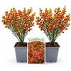 POWERS TO FLOWERS - GINESTRA ROSSA, VARIETA' 'GOLDFINCH', VASO 12CM DIAMETRO, 2 PIANTE, pianta vera