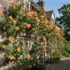 GardenersDream Rosa Rampicante Arancione - Pianta di Rosa in Vaso Resistente e a Bassa Manutenzione - Rampicante Fiorita per Muri, Pergolati e Recinzioni