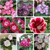 Generic semi gloxinia resistenti, decorazione giardino interno 850pcs
