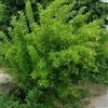 Generic 15 semi di pisello semi siberiano (arborescens Caragana)
