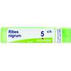 BOIRON Srl Ribes nigrum 5ch gr 4g - BOIRON - 800200750