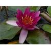 Generico Ninfea 'Pygmaea Rubra' - Mini Ninfea a Radice Nuda Fiore Rosso Rubino - Pianta Acquatica Compatta per Laghetti e Vasche Piccole - Fioritura Estiva - Coltivata in Italia