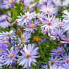 Arborix 12 unità Aster Cordifolius 'Little Carlow' - Aster a Foglia di Cuore Vaso 9x9cm ±1 m² - Fiori Azzurri, Ideale per Giardini e Aiuole Fiorite